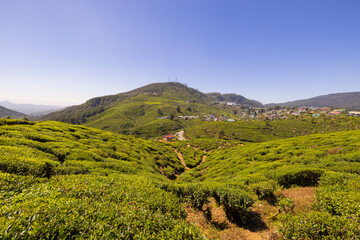 Fototapeta na wymiar Panoramic countryside views of tea plantation in the Nuwara Eliya region in the Central Province of Sri Lanka