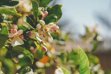 lemon blossoms and bee