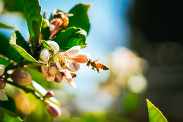 vibrant bee flying towards flower