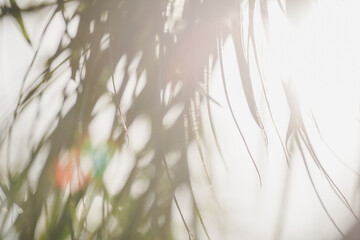 Sunlight through palms
