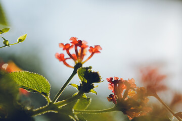 little orange flowers against the sky