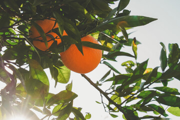 oranges in the tree