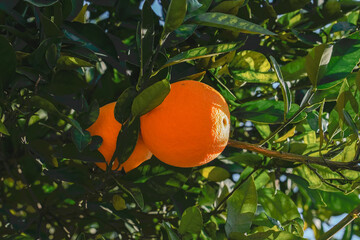 oranges on tree