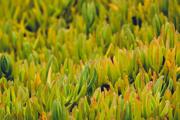 Ice plant succulent