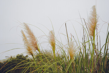 pampas grass in the wind