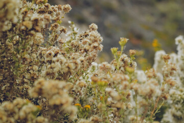 little yellow flowers and fluffy seeds