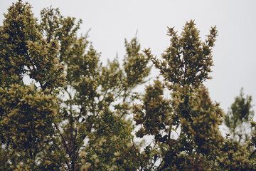 yellow flowers against the sky