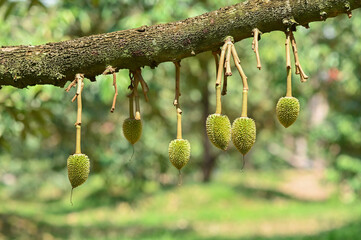Fresh small durian on tree in Chanthaburi, Thailand, king of fruit in Thai, product quality for export, small durians waiting to be planted until they are ready to be harvested