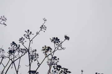 queen annes lace silhouettes