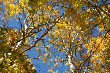 birch trees against the sky
