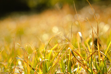 grass in the morning