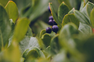 green bush leaves with berries