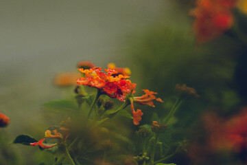 orange flower in the garden