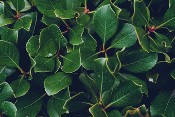 green bush leaves
