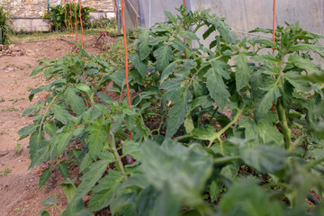 tomatoe plants in a greenhouse