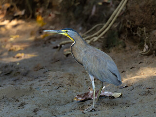 Side view of bare-throated tiger heron (Tigrisoma mexicanum) standing on river embankment, Manuel Antonio, Costa Rica