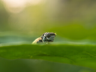 A Fly sun bathing on leaf greenery background