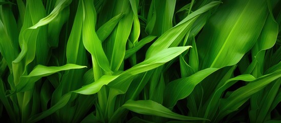 Obraz premium A closeup of a lush field of green grass, a terrestrial plant and herbaceous plant, with a black background. This flowering plant creates a beautiful landscape in nature