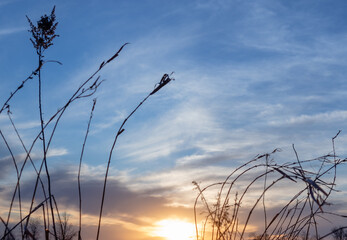 Tranquil scene of early Spring sunset and the silhouettes of dried grass. Background of tranquility.