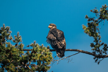juvenile bald eagle on a tree