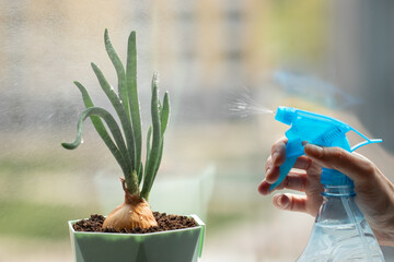 Womans hand sprinkles from the spray bottle on green plant on the windowsill. Growing spring onion...