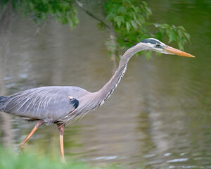 Obraz premium great blue heron