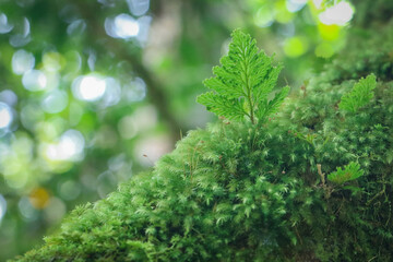 green ferns in tropics