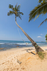 Palm tree rope swing at Dalawella Beach, Dream Cabana in the Southern Province of Sri Lanka