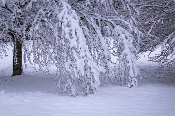 Heavy snow on tree branches weighing them down
