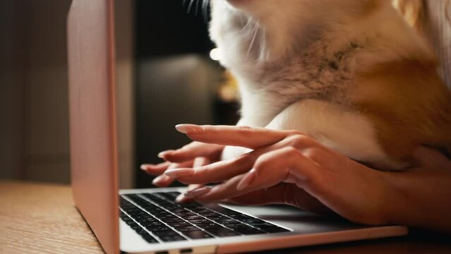 Corgi coworker: Woman holds and efficiently works on a laptop in her home space