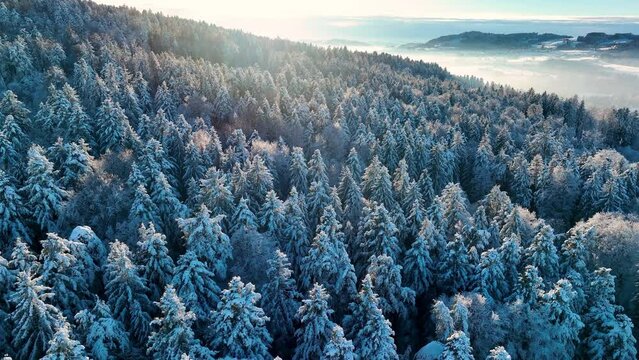 Aerial footage of the winter forest with sunset light. Wilderness, winter, trees covered with snow in swiss mountains
