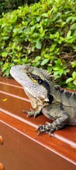 Eastern water dragon lizard sitting on a park bench, 26.12.2021, Mt Coot-Tha, Australia