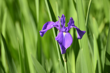 大田神社 大田ノ沢のカキツバタ 京都市北区上賀茂