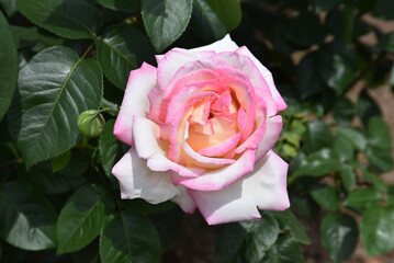 淡いピンクのバラの花