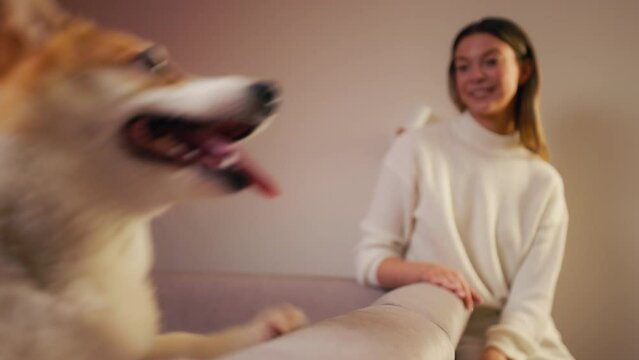 Sofa playdate: Young woman and her corgi enjoy a ball game on the comfy couch
