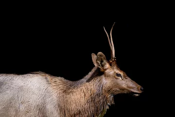 Crédence de cuisine en verre imprimé Antilope elk