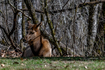 elk