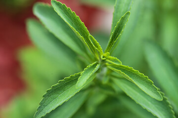 Stevia leaves close-up.dietary sweetener.Harmless sweets. Diet healthy food ingredient.Alternative Low Calorie Vegetable Sweetener.Stevia plant.