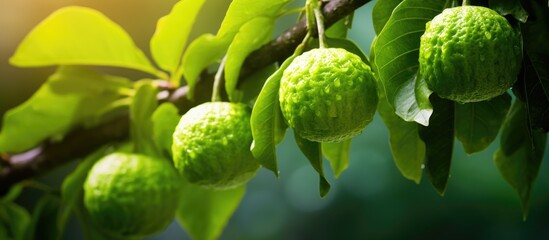 This close-up showcases a tree branch adorned with clusters of fresh green bergamot fruit, illustrating the abundance of natures offerings in a garden setting. The vibrant colors and textures - obrazy, fototapety, plakaty