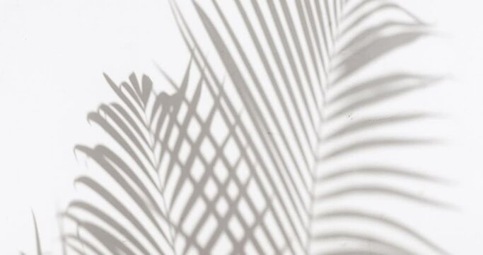 Abstract silhouette shadow white background of natural palm leaves tree branch falling on wall. Summer concept.
