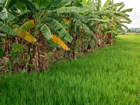 banana plantation behind the green rice fields
