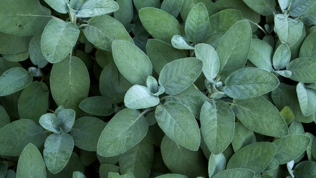Garden sage (Salvia officinalis) leaf foliage in a closeup, zoomed-in view from the top. An aromatic plant of the mint family (Lamiaceae) with high levels of antioxidants.
