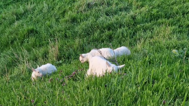 Little white kids grazing grass on the fresh green pasture. Idyllic spring meadow and yeanling eating vegetation