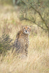 Cheetah sitting on haunches in the rain