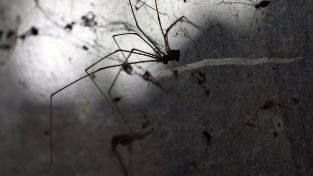 Crossopriza lyoni spider with abdomen is boxy shape, Macro shot 
