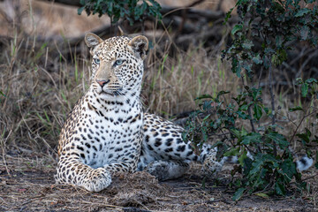Leopard in repose