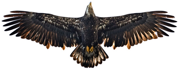 juvenile bald eagle in flight - feather details, transparent PNG , cutout