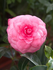 Flower of pink camelia japonica, common camellia, Japanese camellia, or tsubaki 