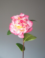 Flower of pink camelia japonica, common camellia, Japanese camellia, or tsubaki 