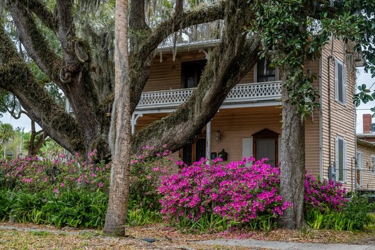 azaleas in bloom with historic home